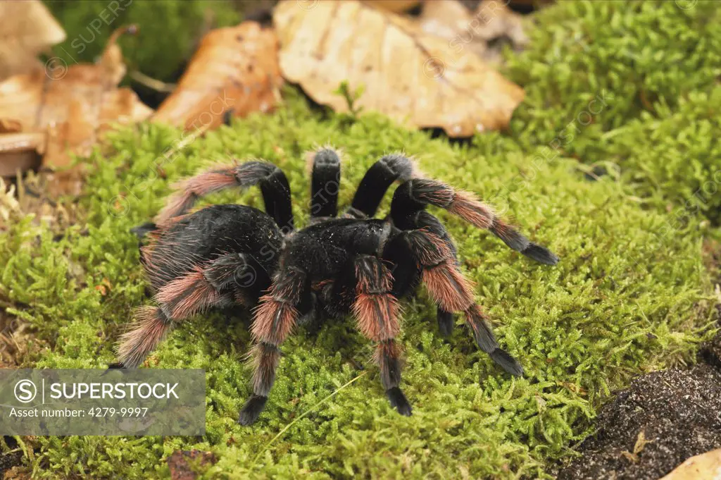 bird-eating spider, tarantula on moss, Brachypelma klaasi