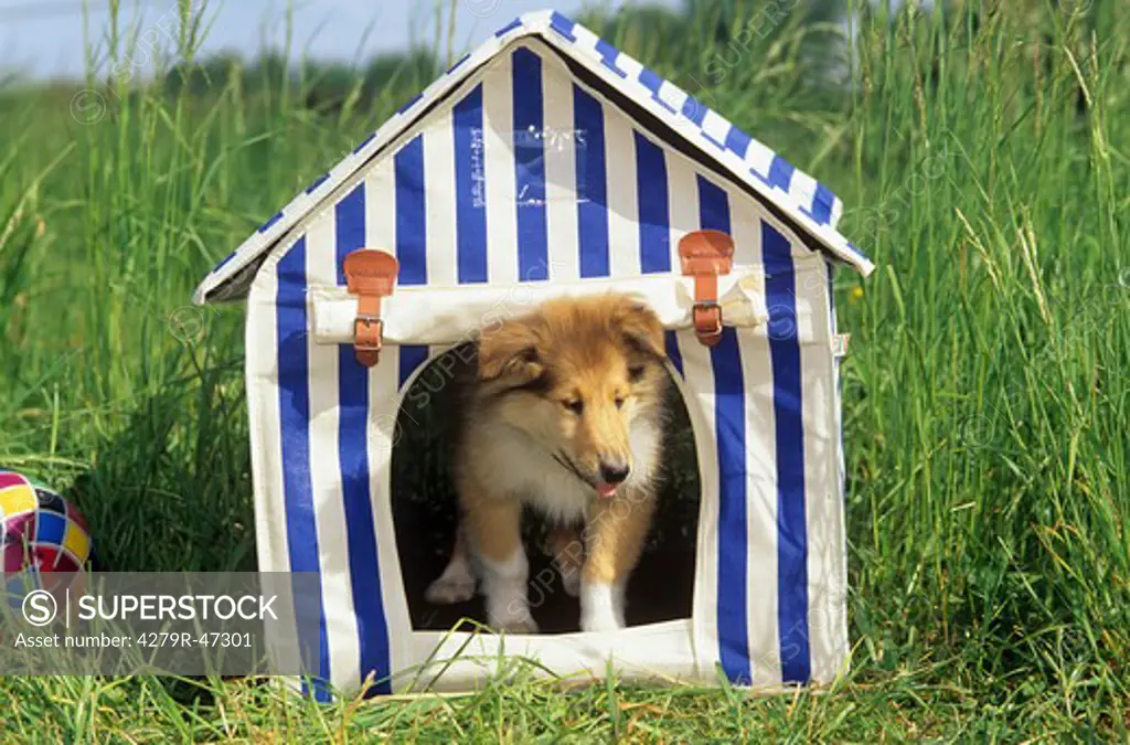 Collie puppy in doghouse