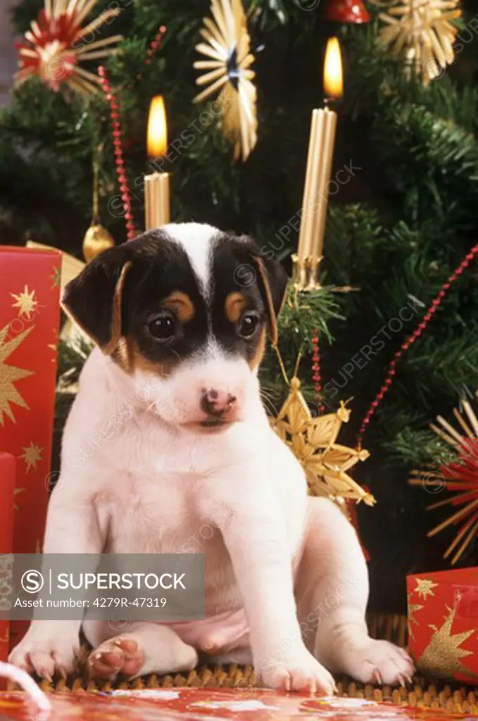 Jack Russell Terrier puppy - sitting in front of christmas tree