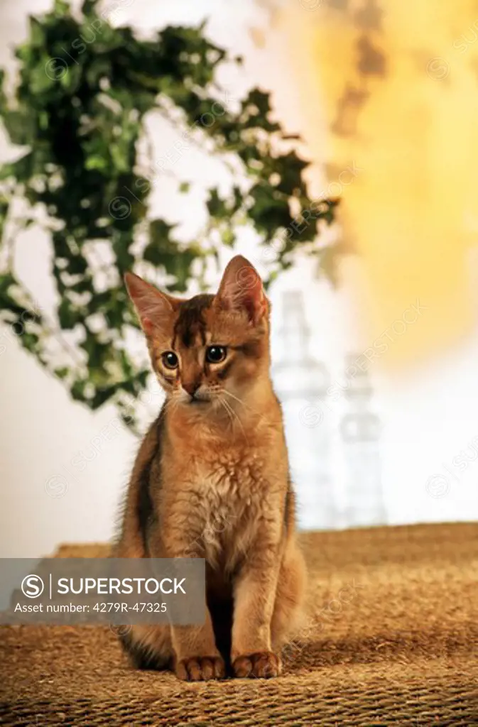 young Somali cat - sitting on rug