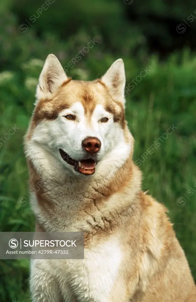 Siberian Husky - portrait
