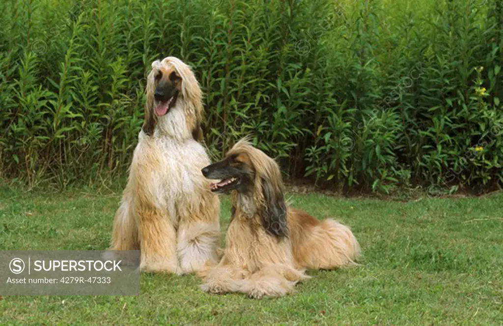 two Afghan Hounds on meadow