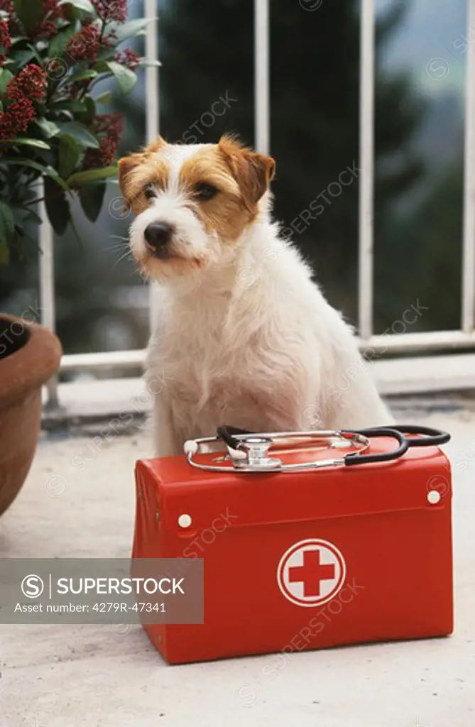 Parson Jack Russell Terrier - with first-aid kit