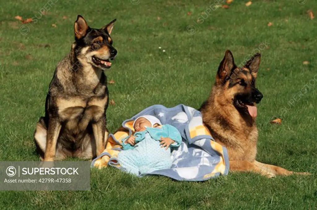 German Shepherd dog and half breed dog with baby on meadow