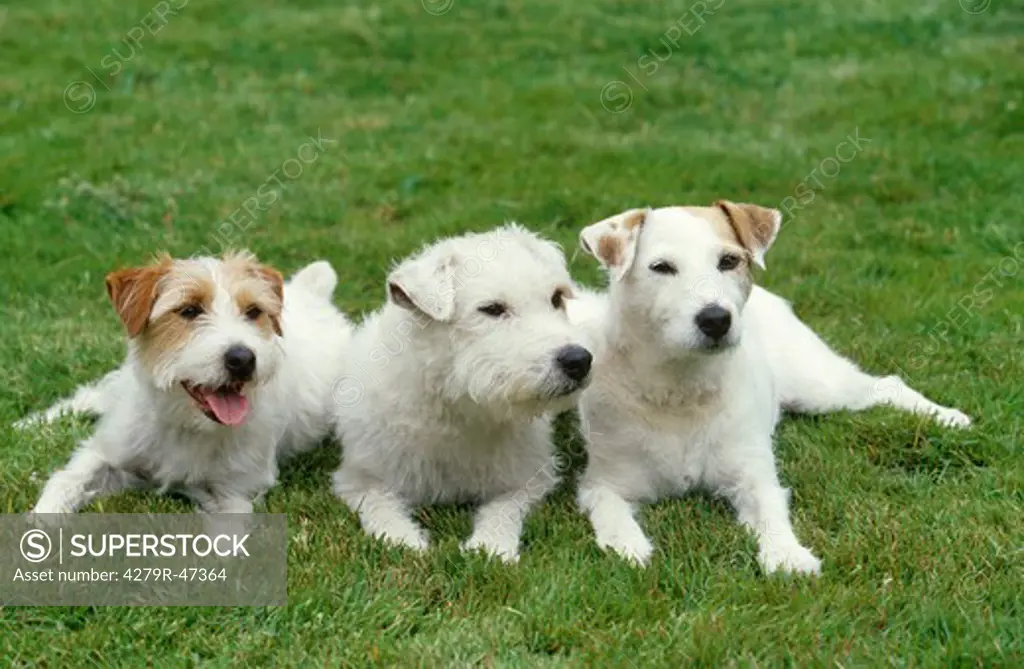 three Parson Jack Russell Terriers - lying on meadow