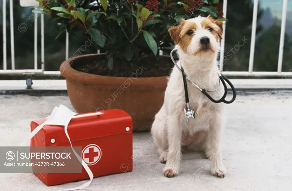 Parson Jack Russell Terrier next to first-aid kit