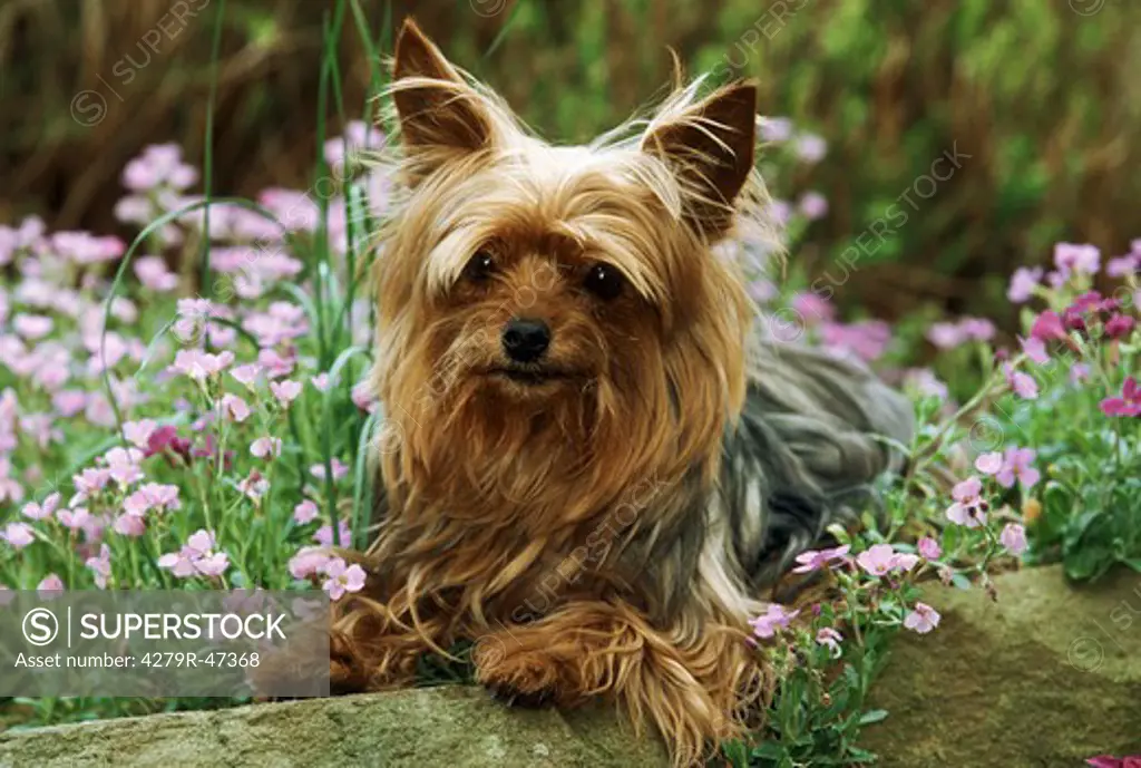 Yorkshire Terrier - lying between flowers