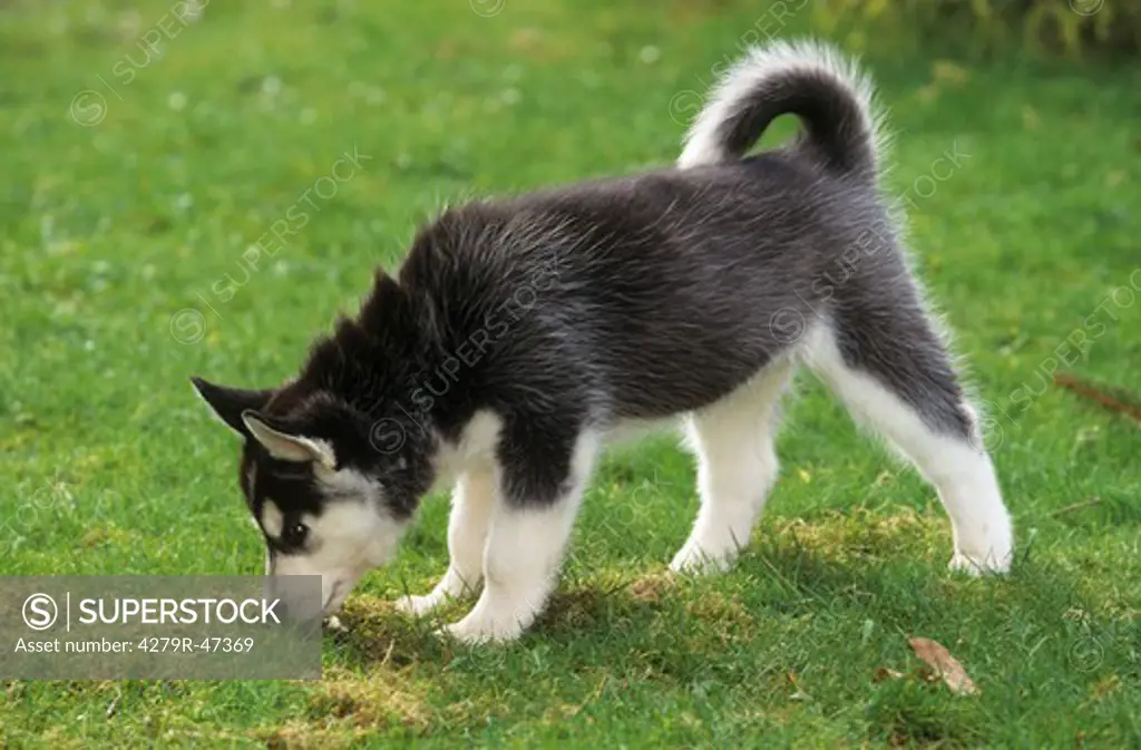 Siberian Husky - puppy on meadow