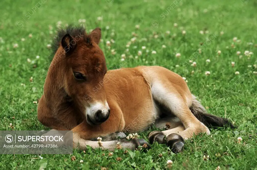 Shetlandpony - foal lying on meadow