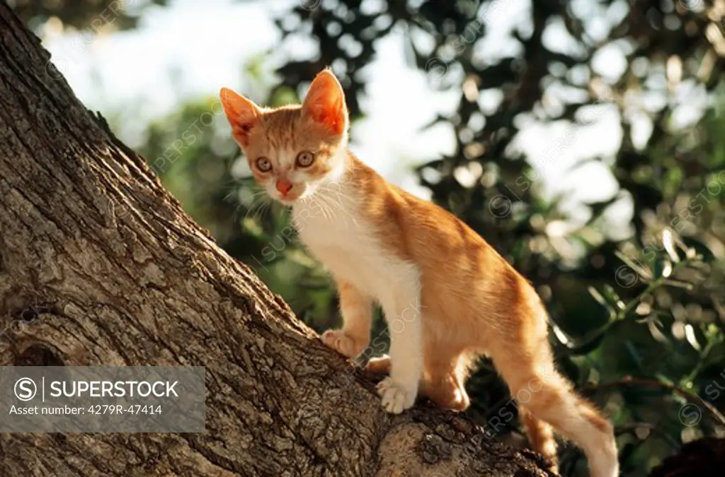 young domestic cat - standing on tree