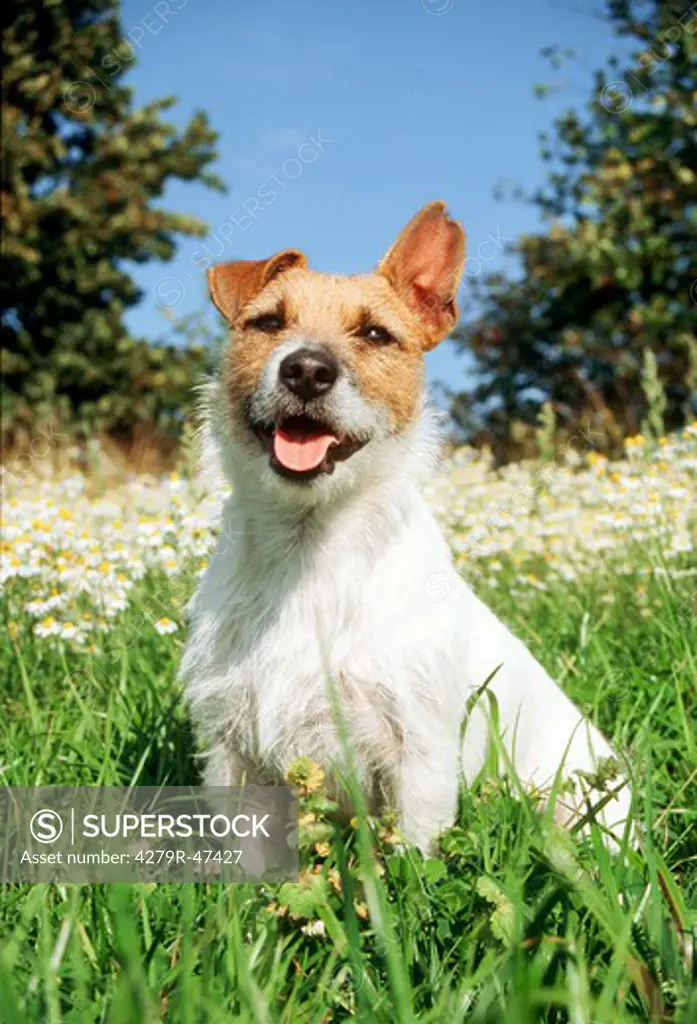 Jack Russell Terrier - sitting on meadow