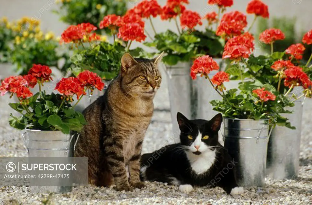 two domestic cats - between flowers
