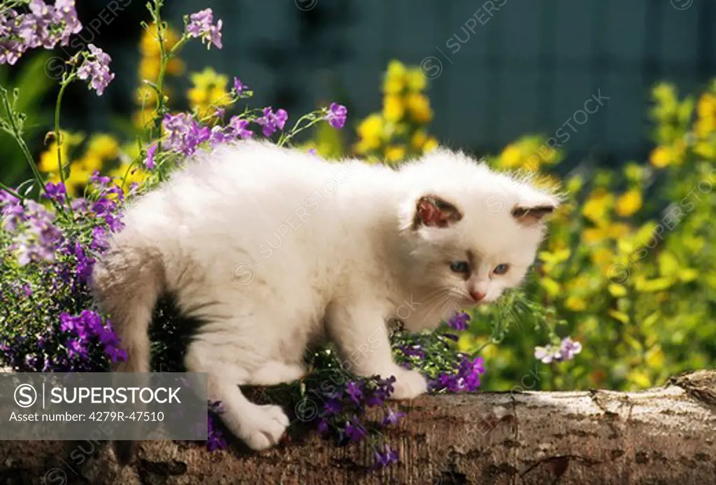 Ragdoll - kitten standing next to flowers