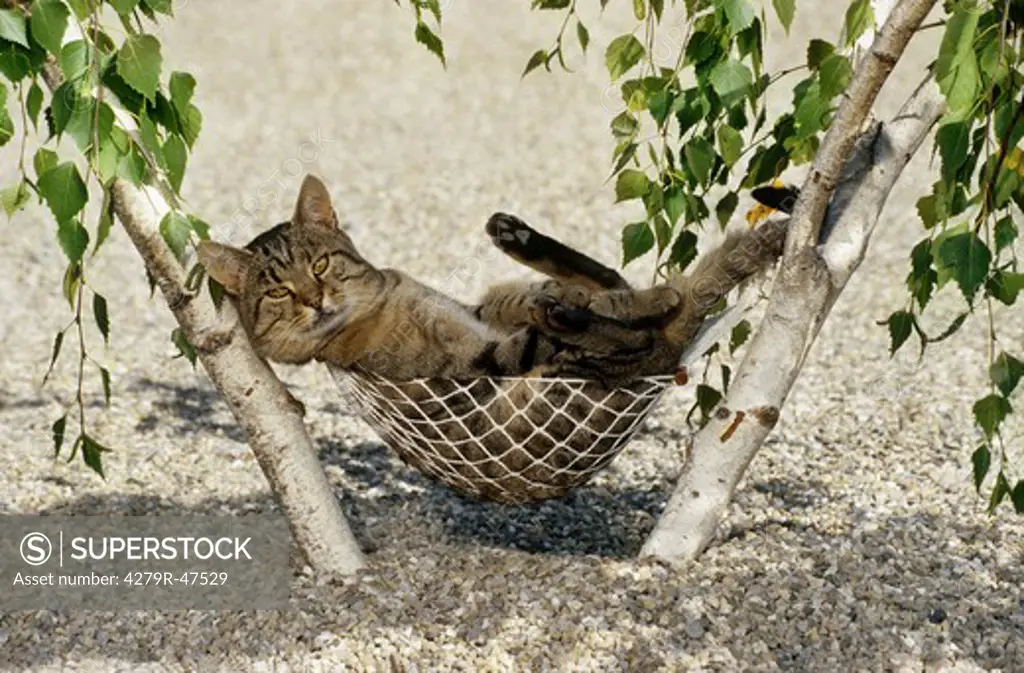 tabby domestic cat - lying in hammock