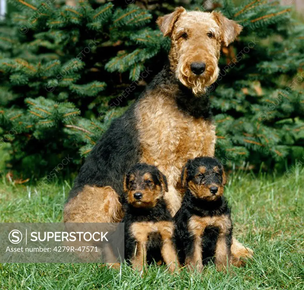 Airedale Terrier with two puppies - sitting on meadow