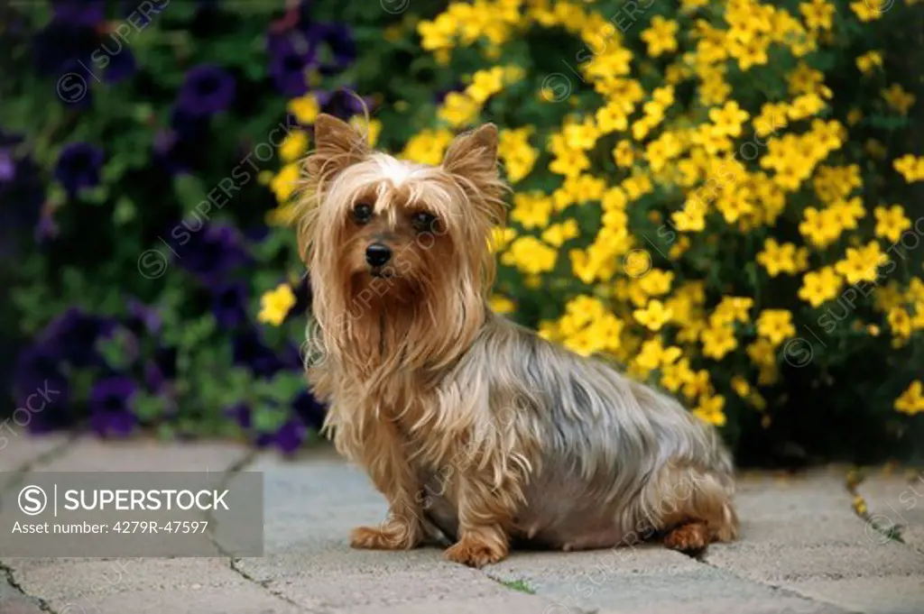 Yorkshire Terrier - sitting in front of flowers