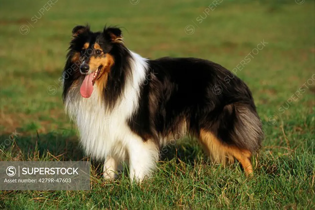Collie - standing on meadow