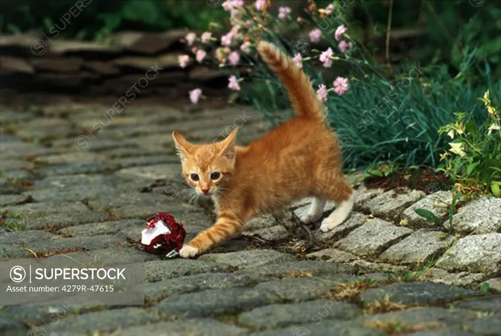 young domestic cat - playing