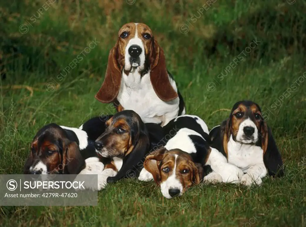 Basset Hound with puppies on meadow