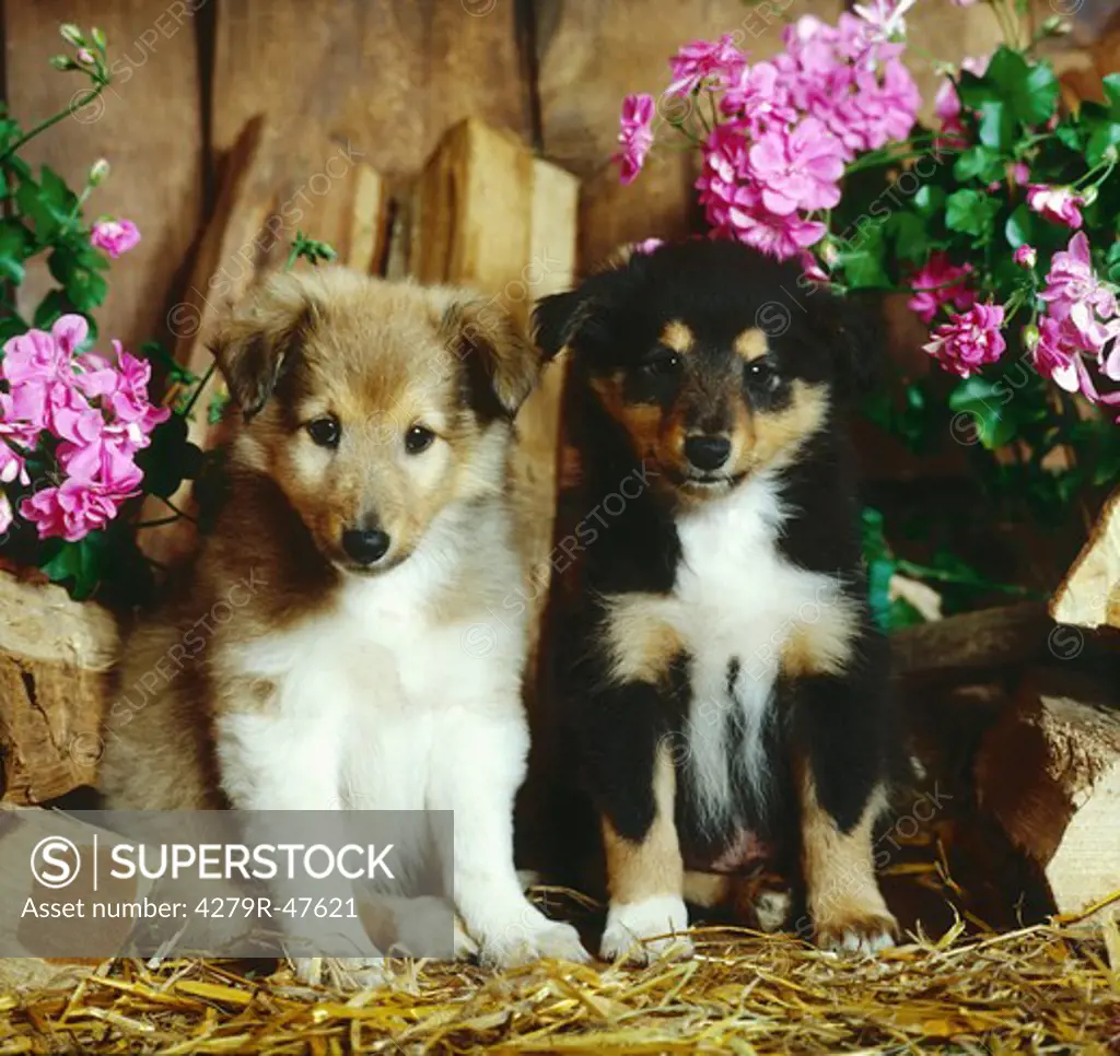 two Sheltie puppies - sitting between flowers