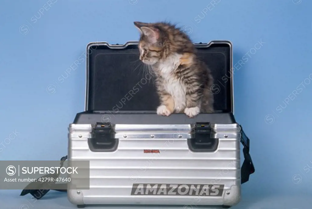 Maine Coon kitten - standing in suitcase
