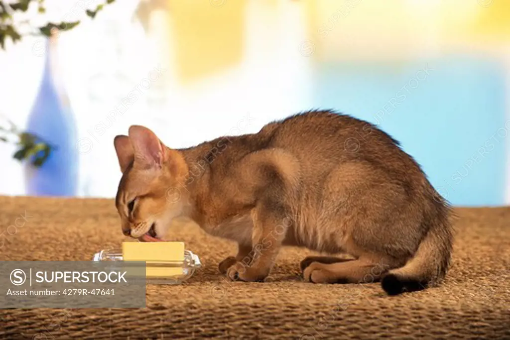 young Somalian cat - licking at butter