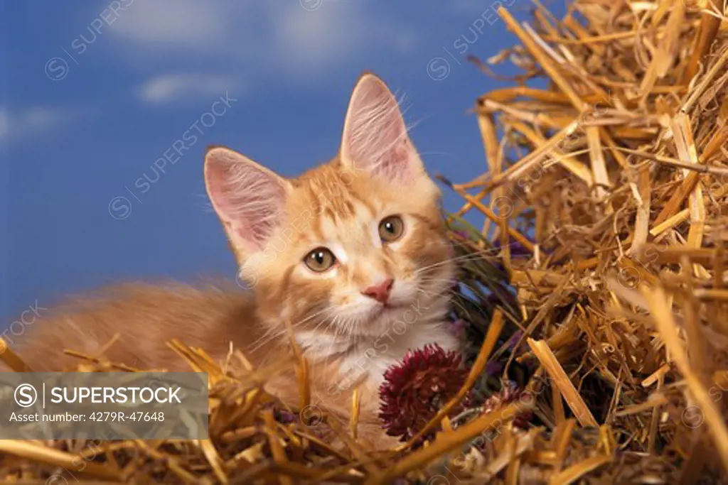 Maine Coon kitten - lying in straw