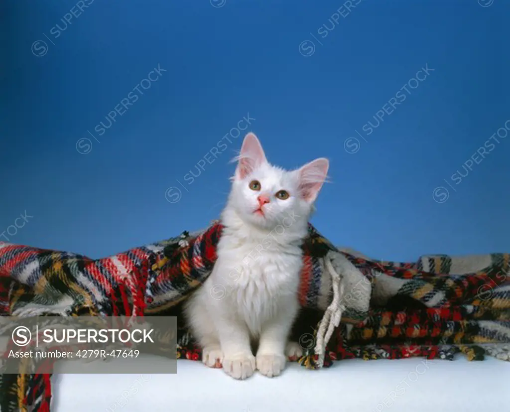 Maine Coon kitten - sitting under blanket