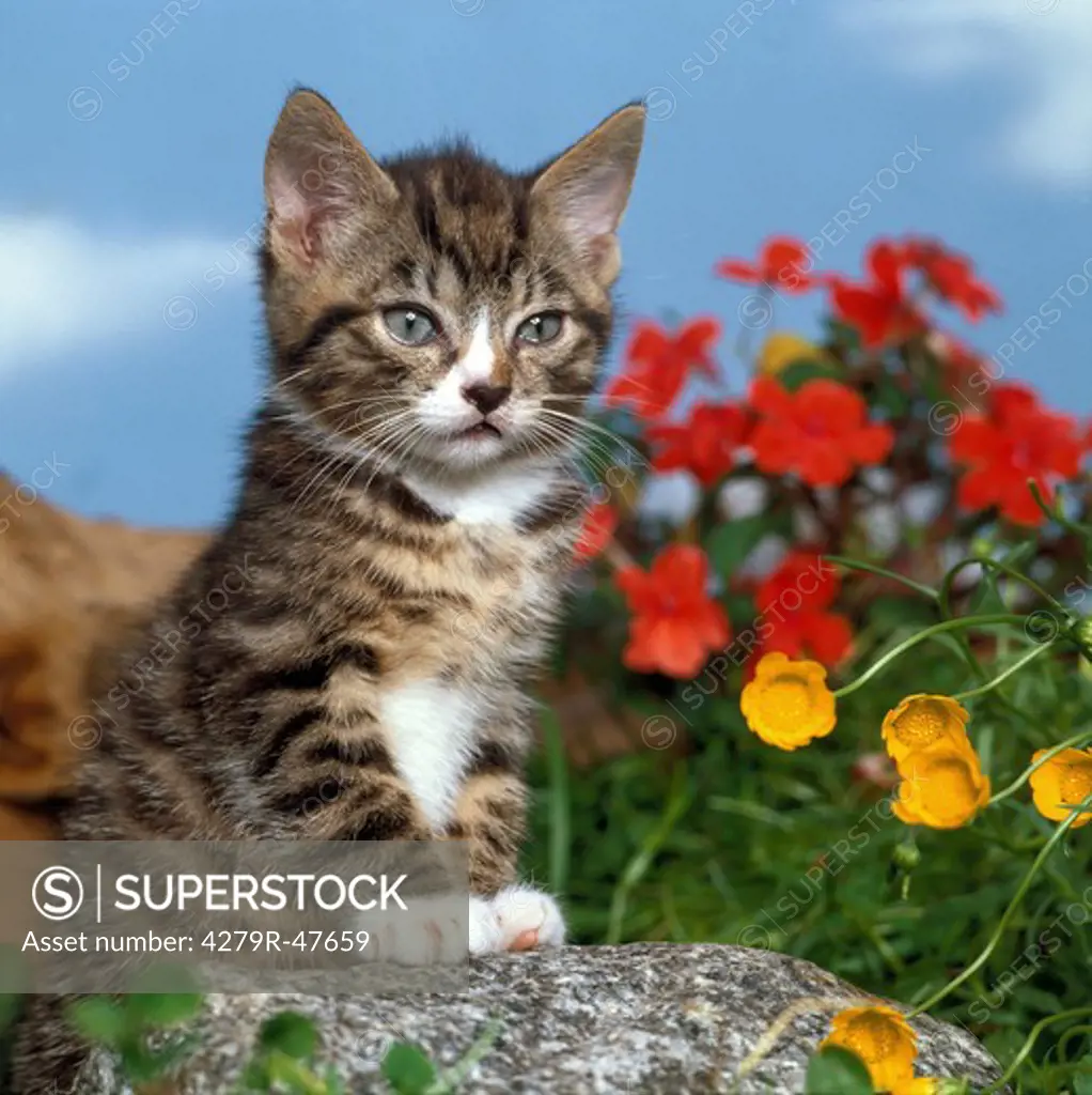 young domestic cat - next to flowers