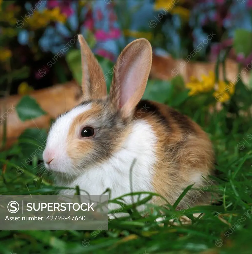 young dwarf rabbit on meadow