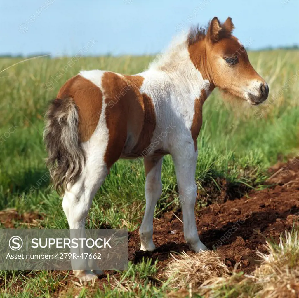 Shetlandpony - foal standing on meadow