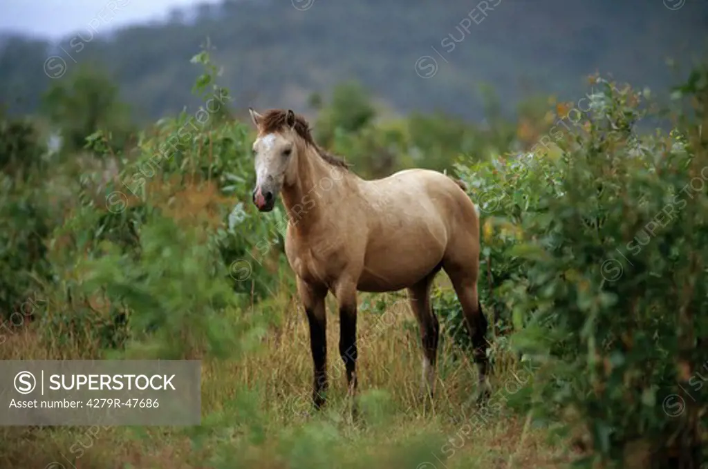 Australian Stock Horse - standing in