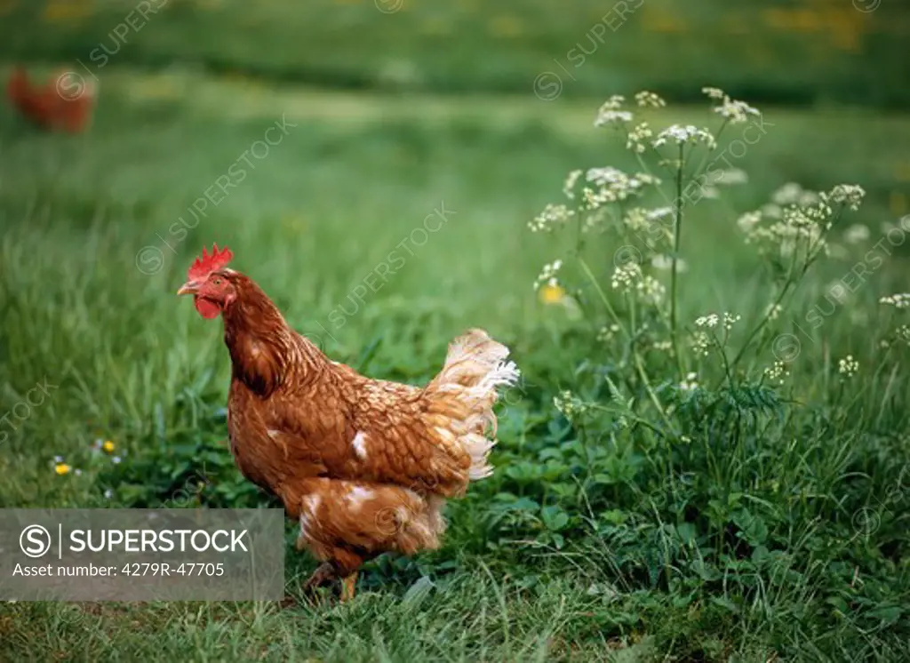 chicken - standing on meadow