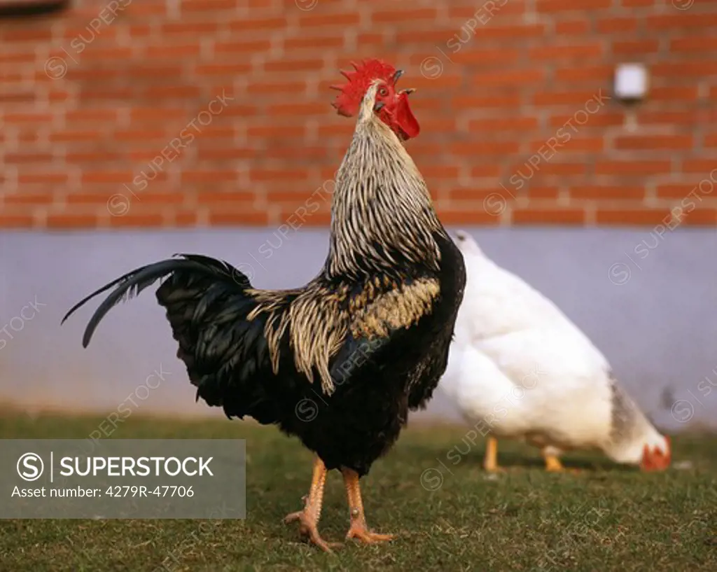 cock - standing on meadow