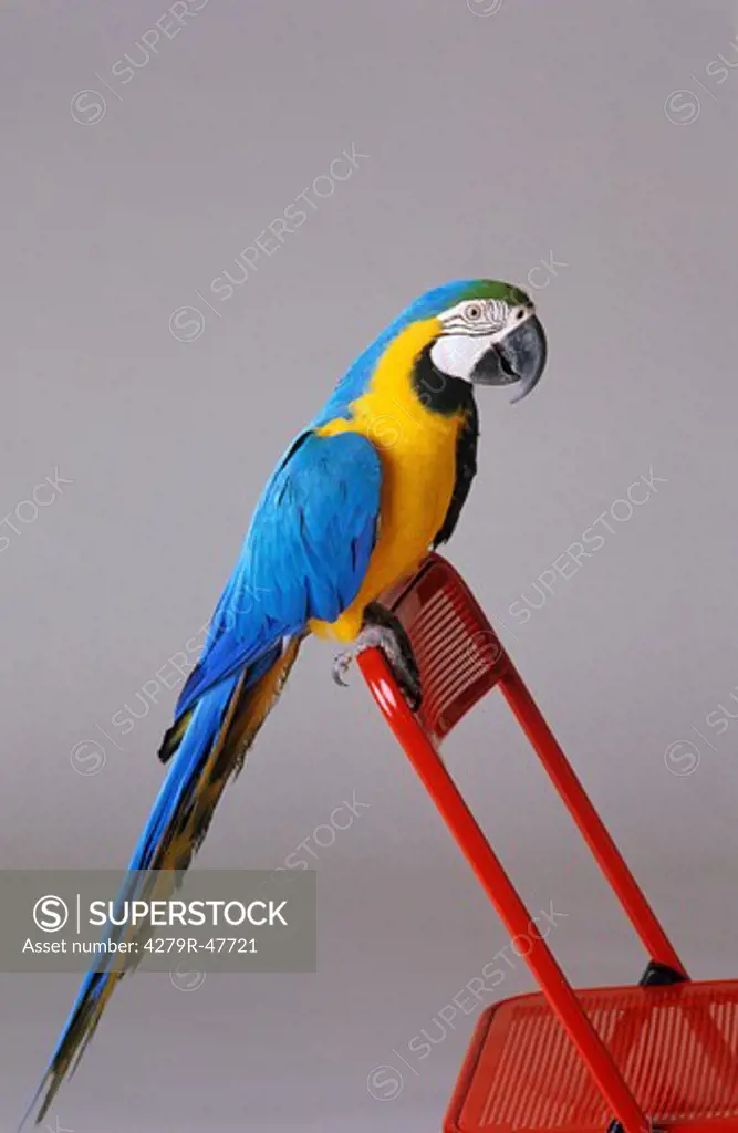 yellow-breasted macaw - on chair , Ara ararauna