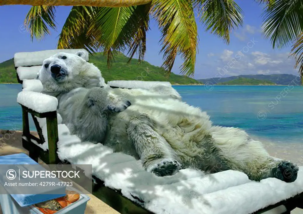 polar bear on deck chair on the beach , Ursus maritimus