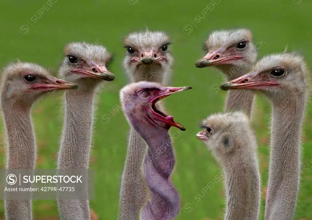 ostriches - one with twisted neck , Struthio camelus