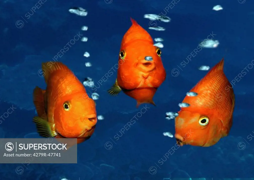 three fishes