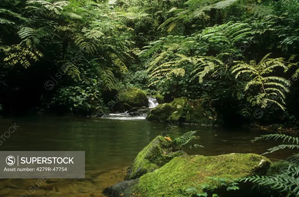 creek - rain forest