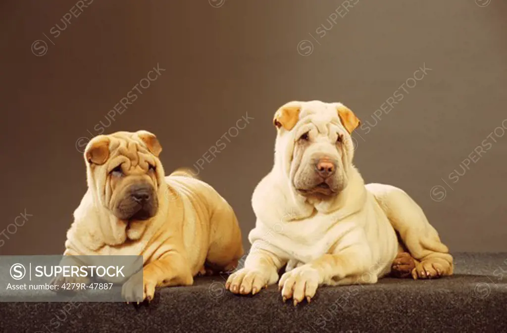 two Shar Peis - lying - cut out