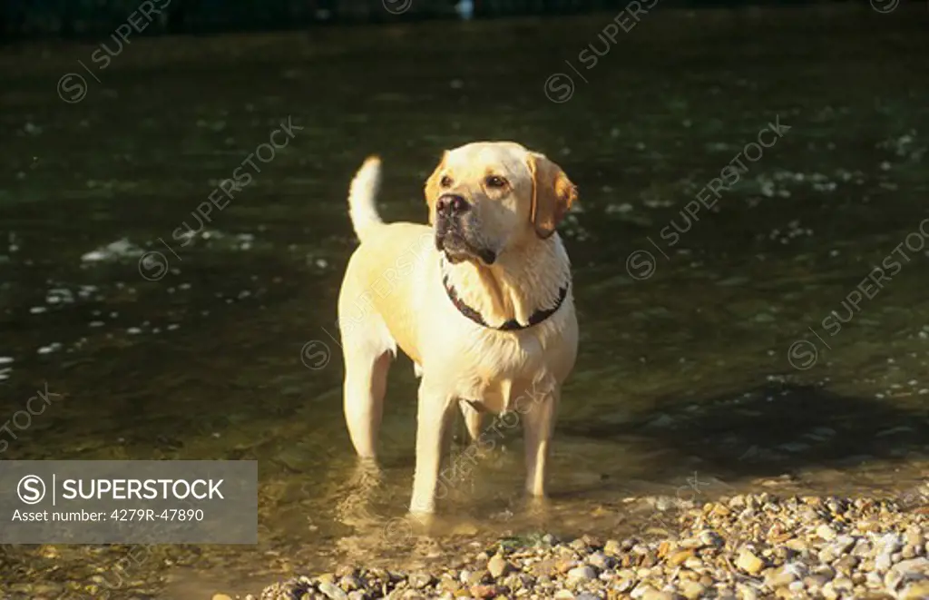 Labrador - standing in water