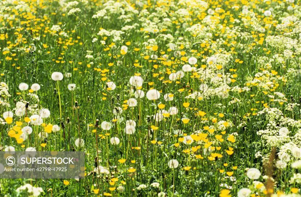 meadow with dandelion and buttercup