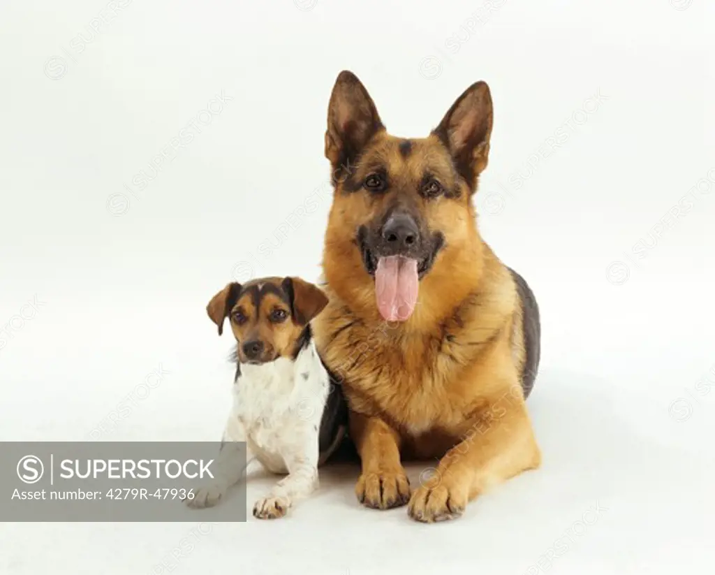 German Shepherd and Jack Russell Terrier - lying - cut out
