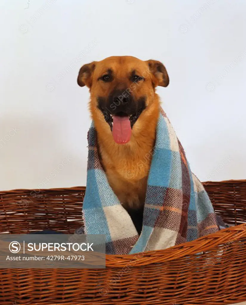 half breed dog - in basket under blanket