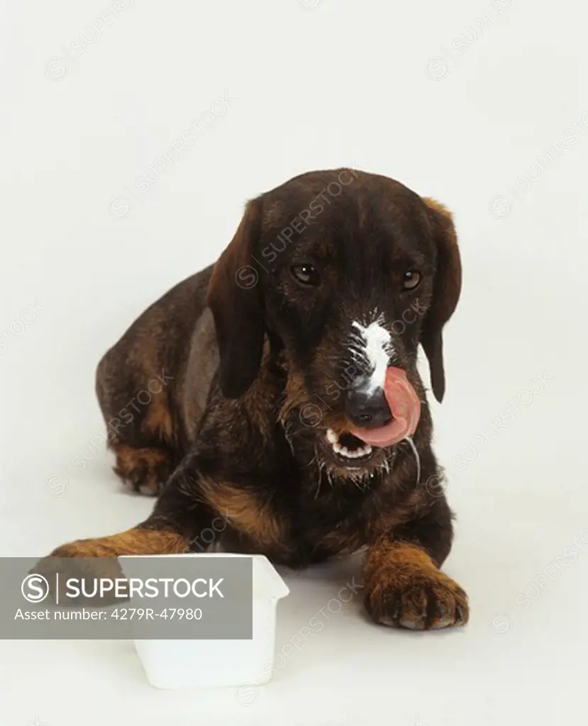 wire-haired dachshund - with curd on muzzle