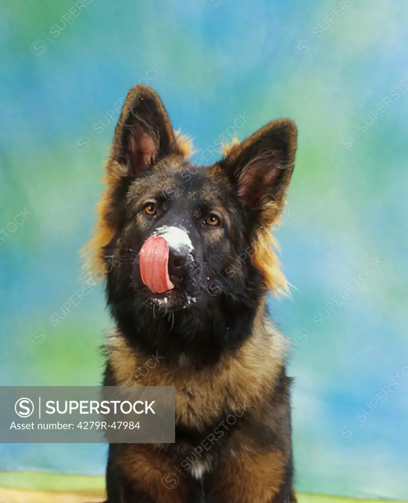 Old German Shepherd dog - licking muzzle