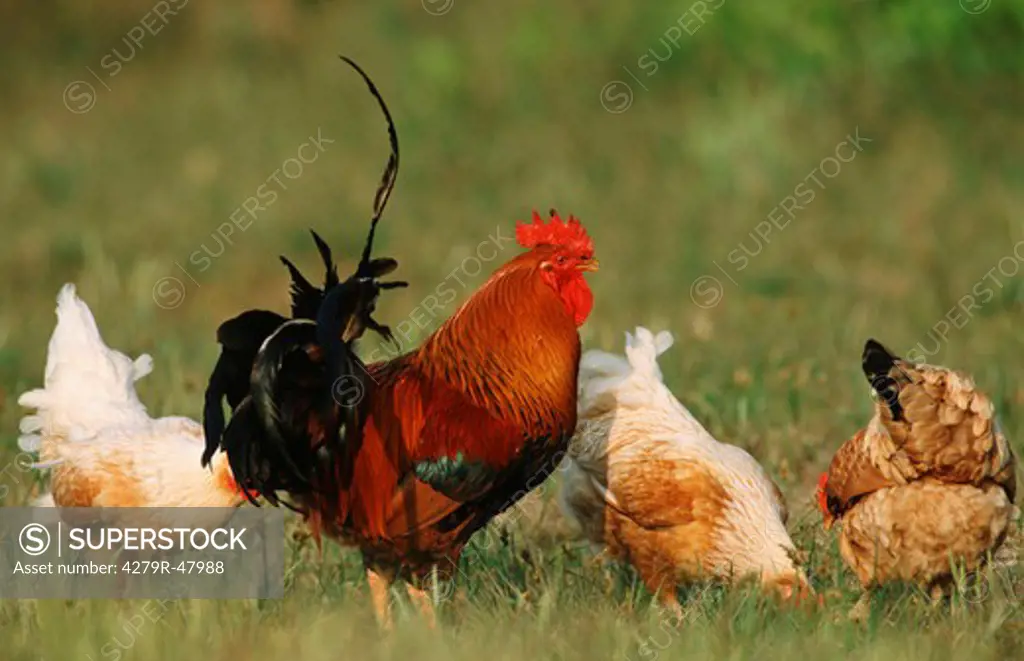 cock and hens on meadow