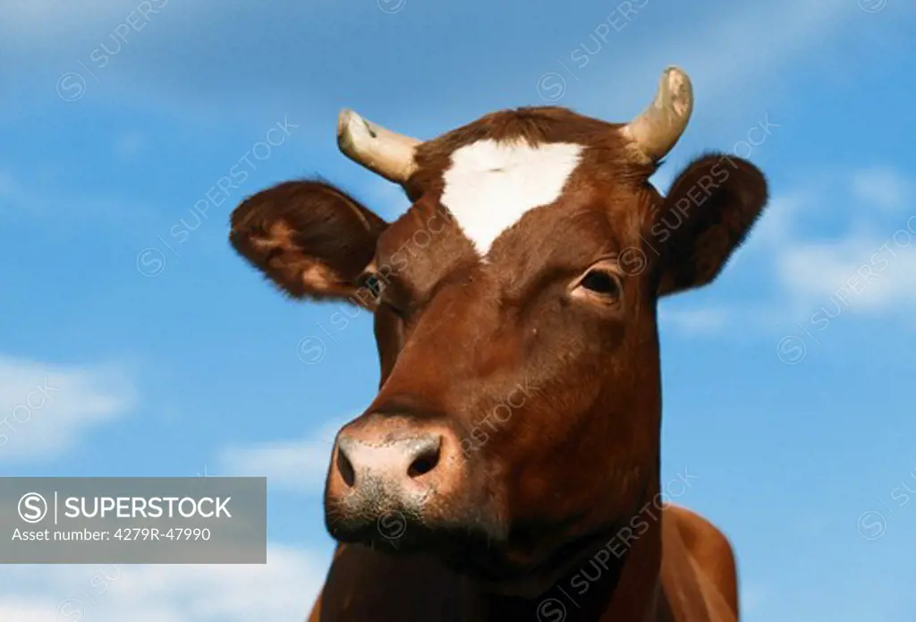 cow - portrait