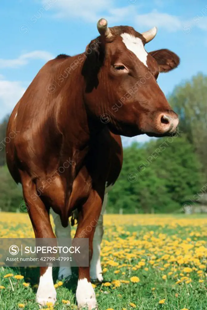 cow - standing on pasture
