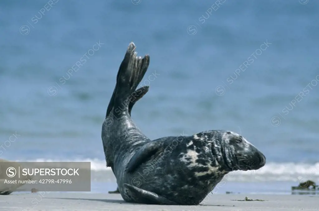 gray seal , Halichoerus grypus